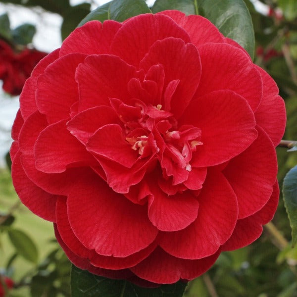 Camellia Dixie Knight - Advanced Nursery Growers