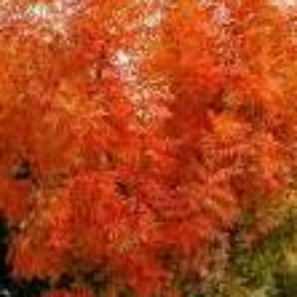 Tree-CHINESE PISTACHE - Advanced Nursery Growers