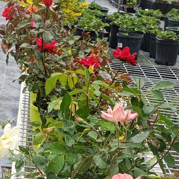 Knock out roses - Advanced Nursery Growers