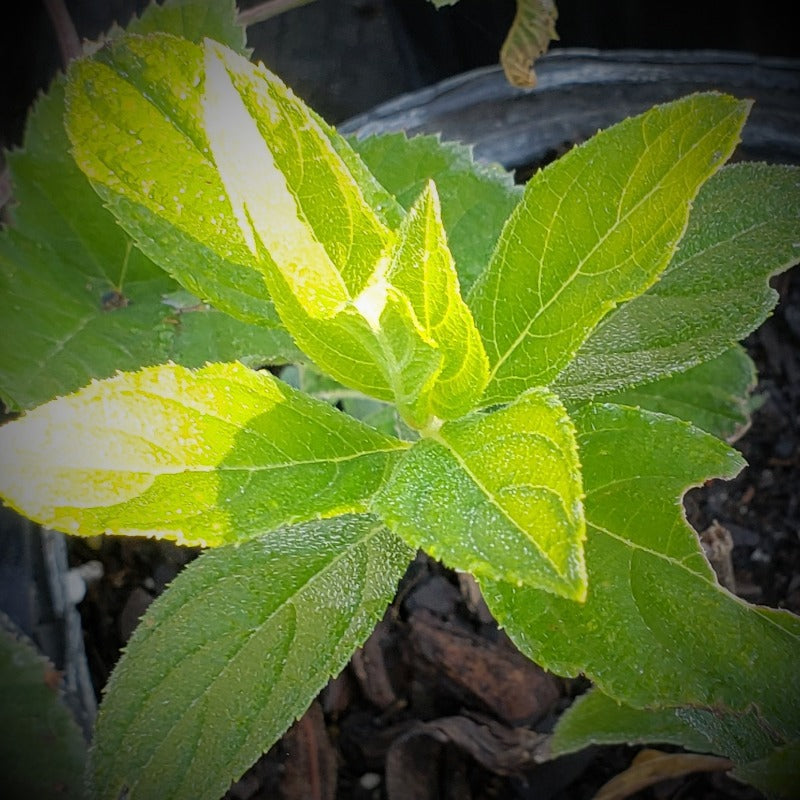 Hydrangea Tara Diva - Advanced Nursery Growers