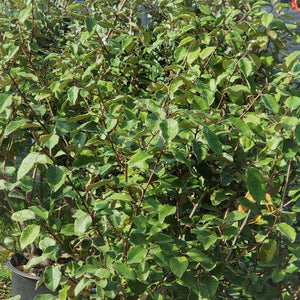 Eleagnus Silverthorn - Advanced Nursery Growers