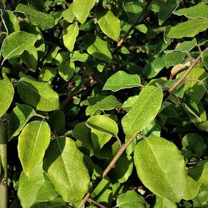 Eleagnus Silverthorn - Advanced Nursery Growers