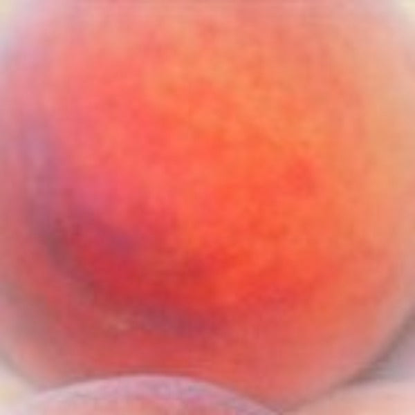 FLORDACREST PEACH - Advanced Nursery Growers