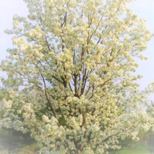 CLEVELAND FLOWERING PEAR TREE - Advanced Nursery Growers