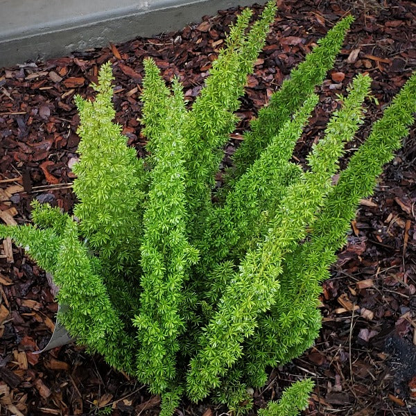 Fern-Foxtail Fern - Advanced Nursery Growers