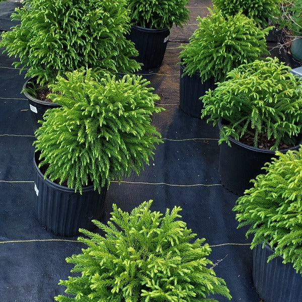 Advanced Nursery Growers: Elevating Expertise in the Horticultural