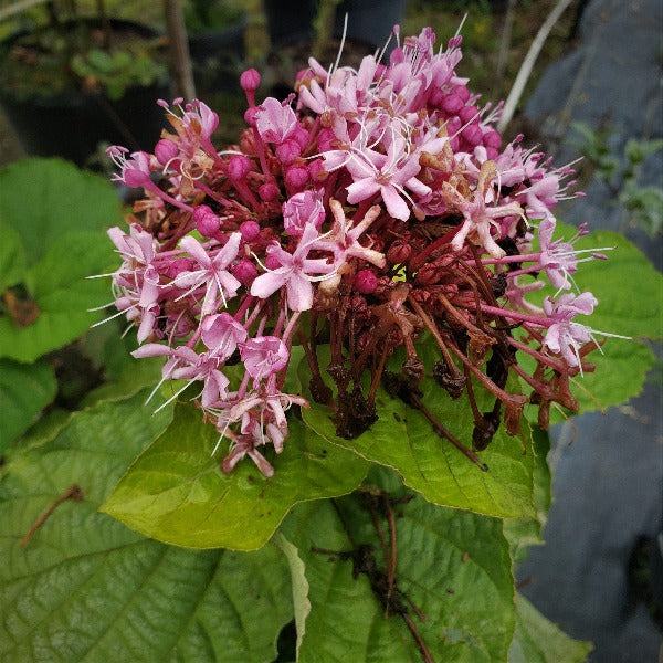 Mexican Hydranges/Glorybower Clerodendrum bungei - Advanced Nursery Growers