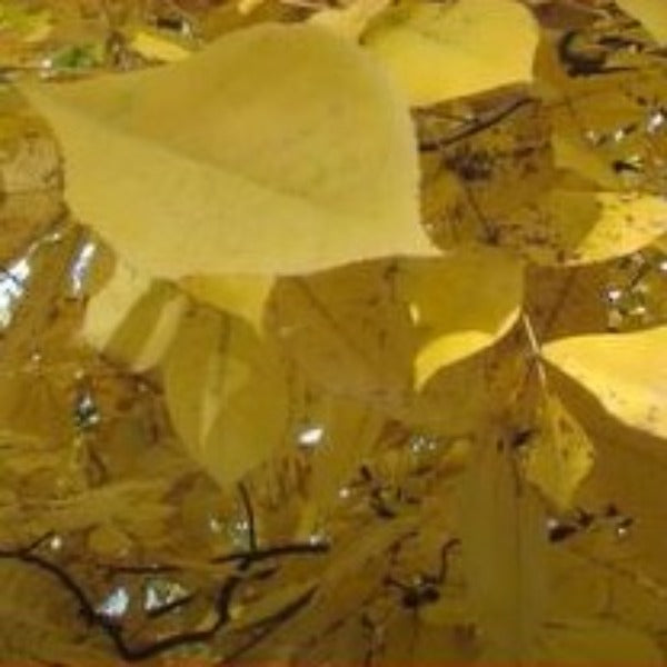 Pignut hickory - Advanced Nursery Growers