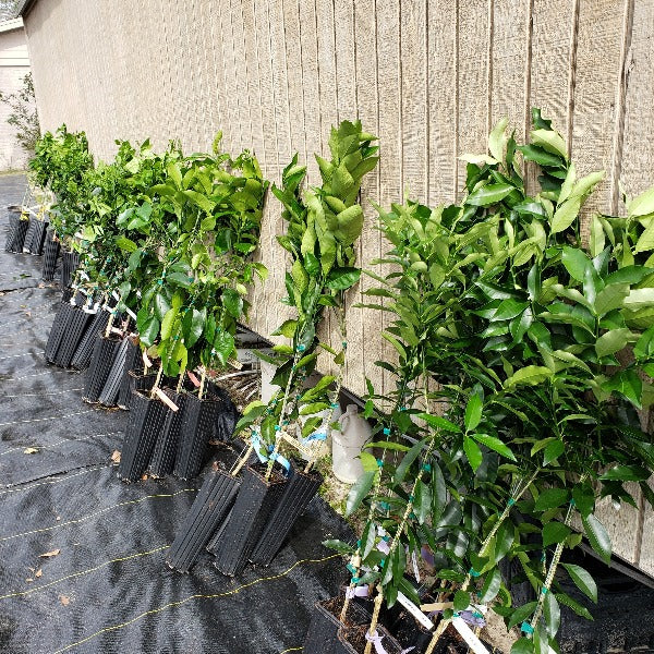 Citrus - Ruby Red Grapefruit - Advanced Nursery Growers