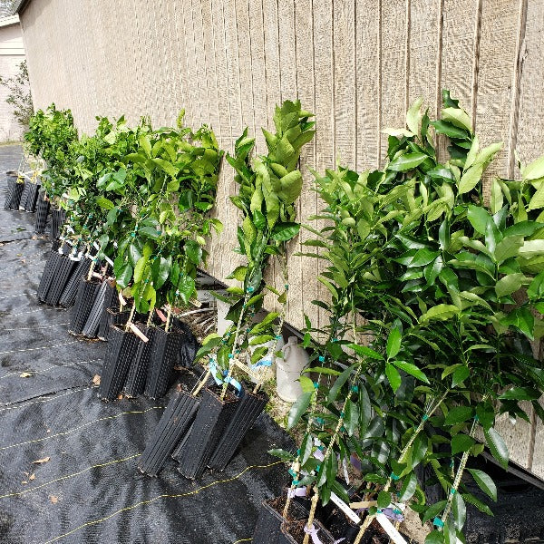 Citrus - Marsh Seedless Grapefruit - Advanced Nursery Growers