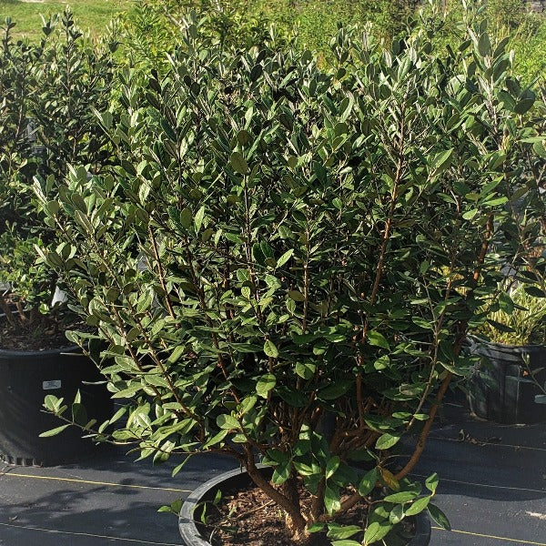 Pineapple Guava Tree - Advanced Nursery Growers