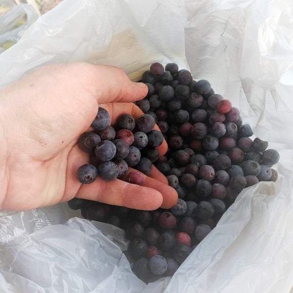 Blueberry Brightwell - Advanced Nursery Growers