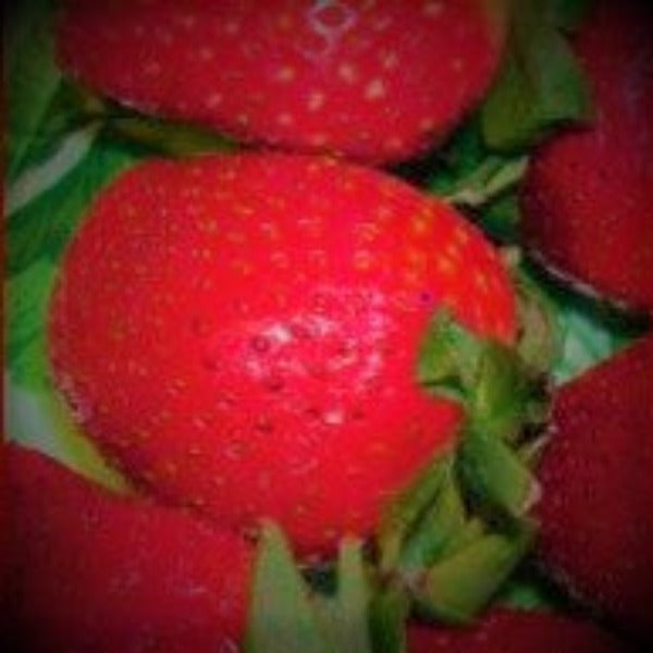 Strawberry Honeoye - Advanced Nursery Growers