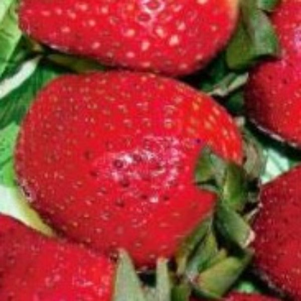 Strawberry Seascape - Advanced Nursery Growers