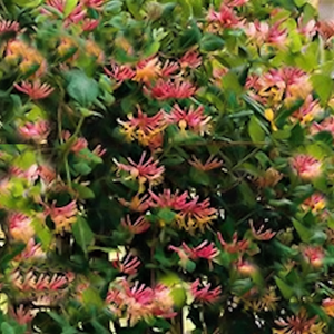 Cape Honeysuckle Tecomaria capensis - Advanced Nursery Growers