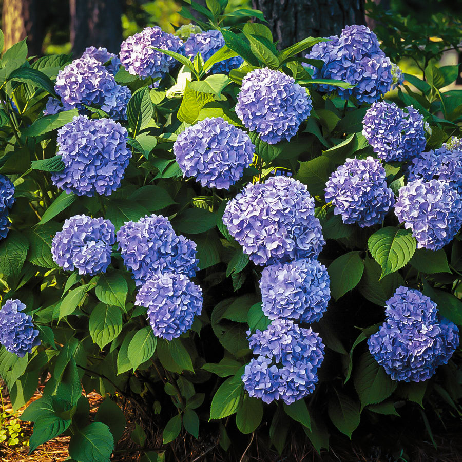 Hydrangea NIKKO BLUE - Advanced Nursery Growers