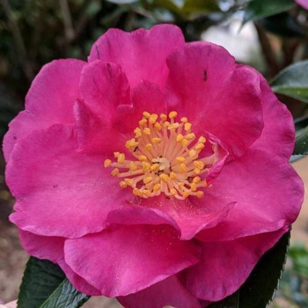Camellia Kanjiro - Advanced Nursery Growers