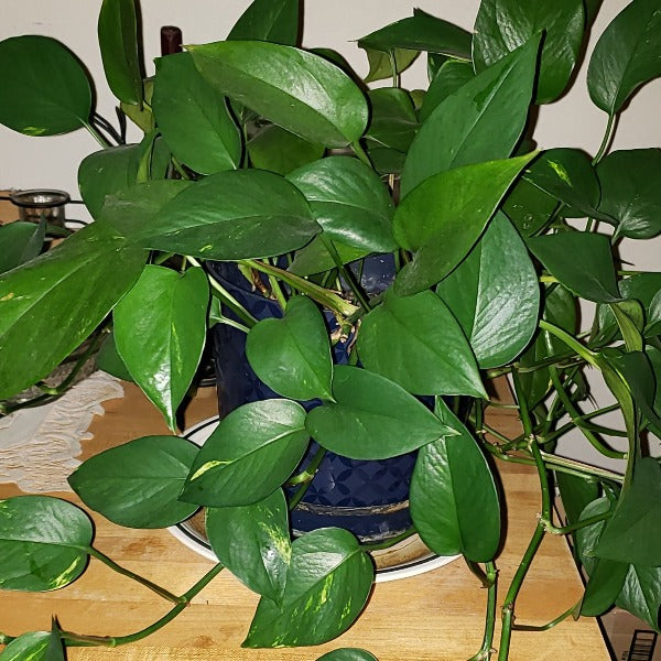 Golden Pothos - Advanced Nursery Growers