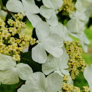 Japanese Snowball Tree - Advanced Nursery Growers