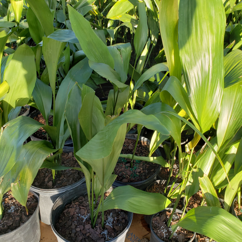 Iron Plants - Advanced Nursery Growers