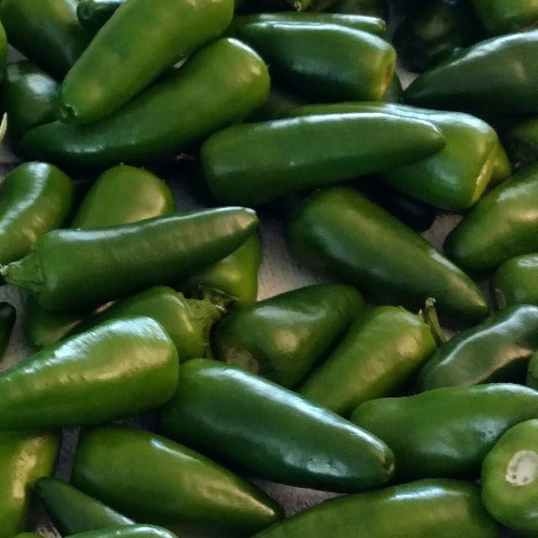 VEGETABLE PEPPER JALAPENO - Advanced Nursery Growers