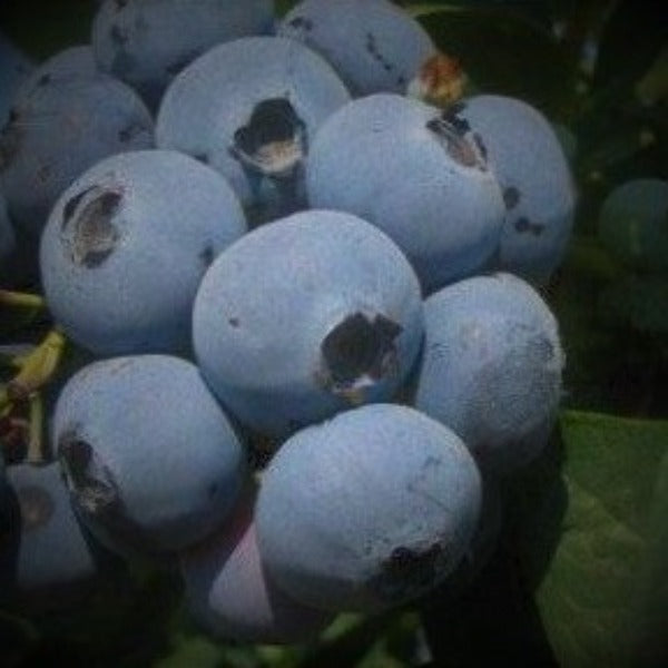 Jewel Southern highbush blueberry plant for sale at Advanced Nursery Growers in DeFuniak Springs, North Florida