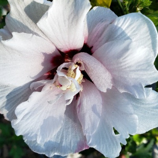 Buy Lady Stanley Althea Double Pink Plants & Trees Online