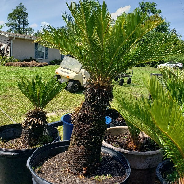 cost of planting palm tree Advanced Nursery Growers: Elevating Expertise in the Horticultural Sector