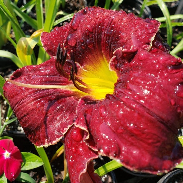Lily DAY LILIES ASSORTED - Advanced Nursery Growers