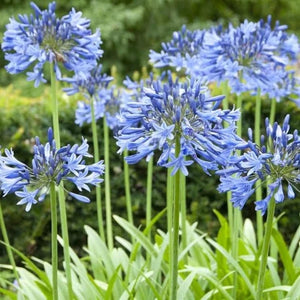 AGAPANTHUS LILY OF THE NILE
