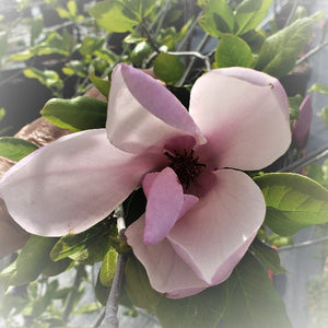 Magnolia Soulangiana - Advanced Nursery Growers