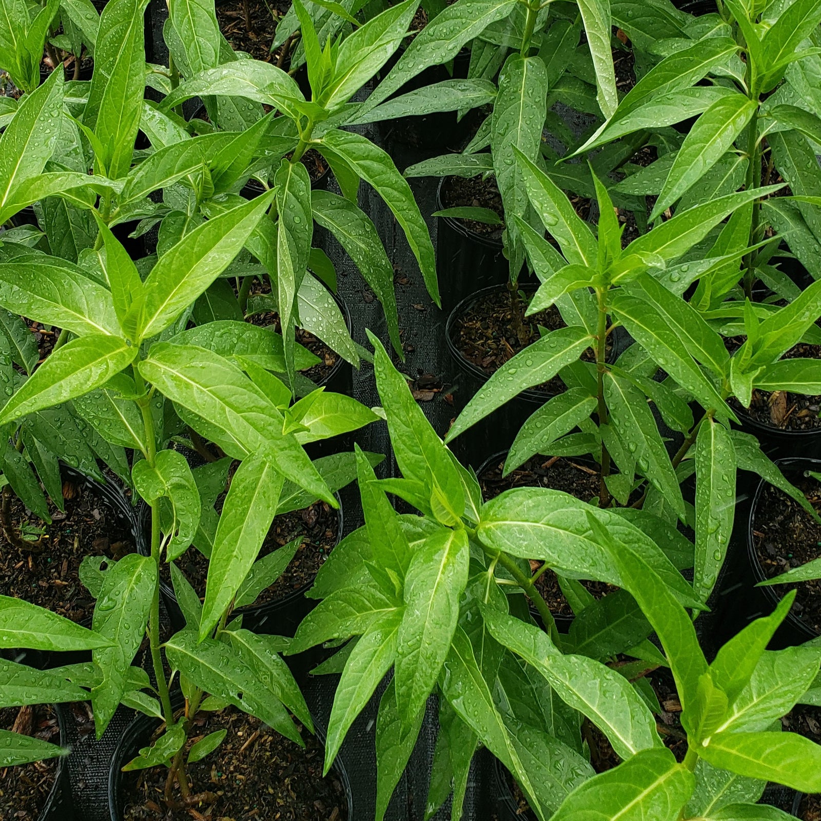 MILKWEED - Advanced Nursery Growers