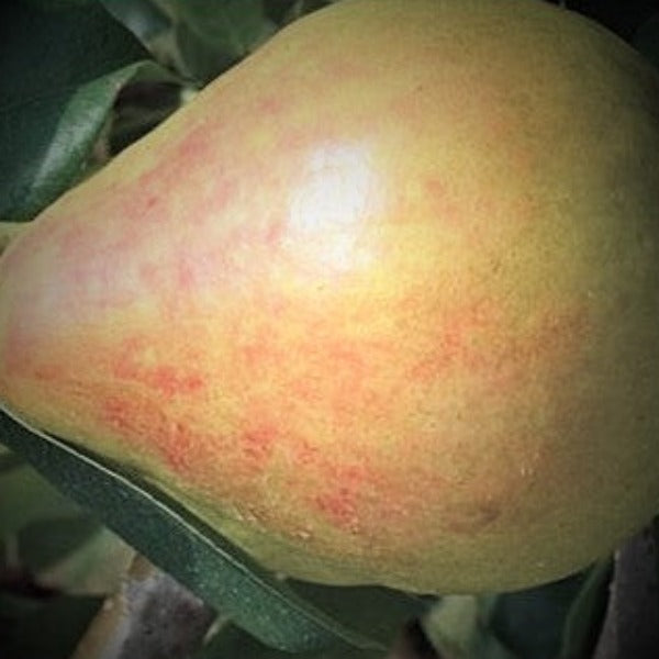 PEAR MOONGLOW - Advanced Nursery Growers