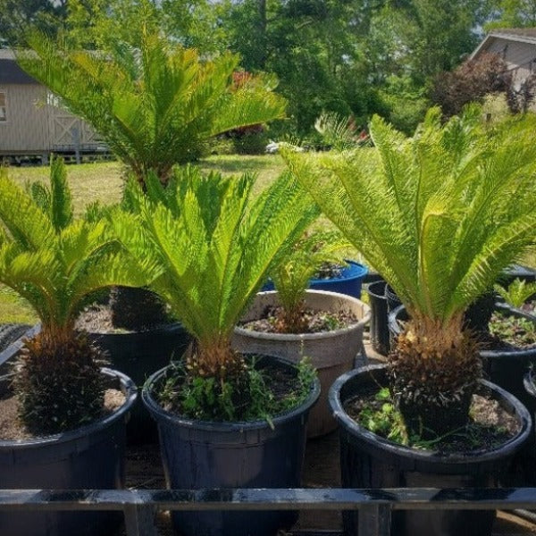 SAGO PALM - Advanced Nursery Growers