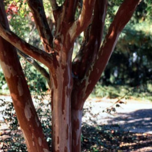 CM-Natchez Crape Myrtle ( NA ) - Advanced Nursery Growers