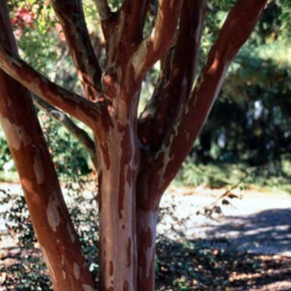 https://www.advancednurserygrowers.com/cdn/shop/products/natchez-crape-myrtle-dark-_Bark-white-flowers-advanced-nursery-growers_600x.png?v=1651158069