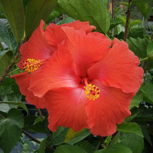 Hibiscus assorted colors - Advanced Nursery Growers