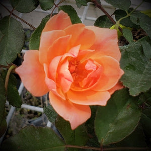 Knock out roses - Advanced Nursery Growers
