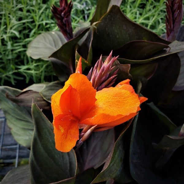 CANNA LILY
