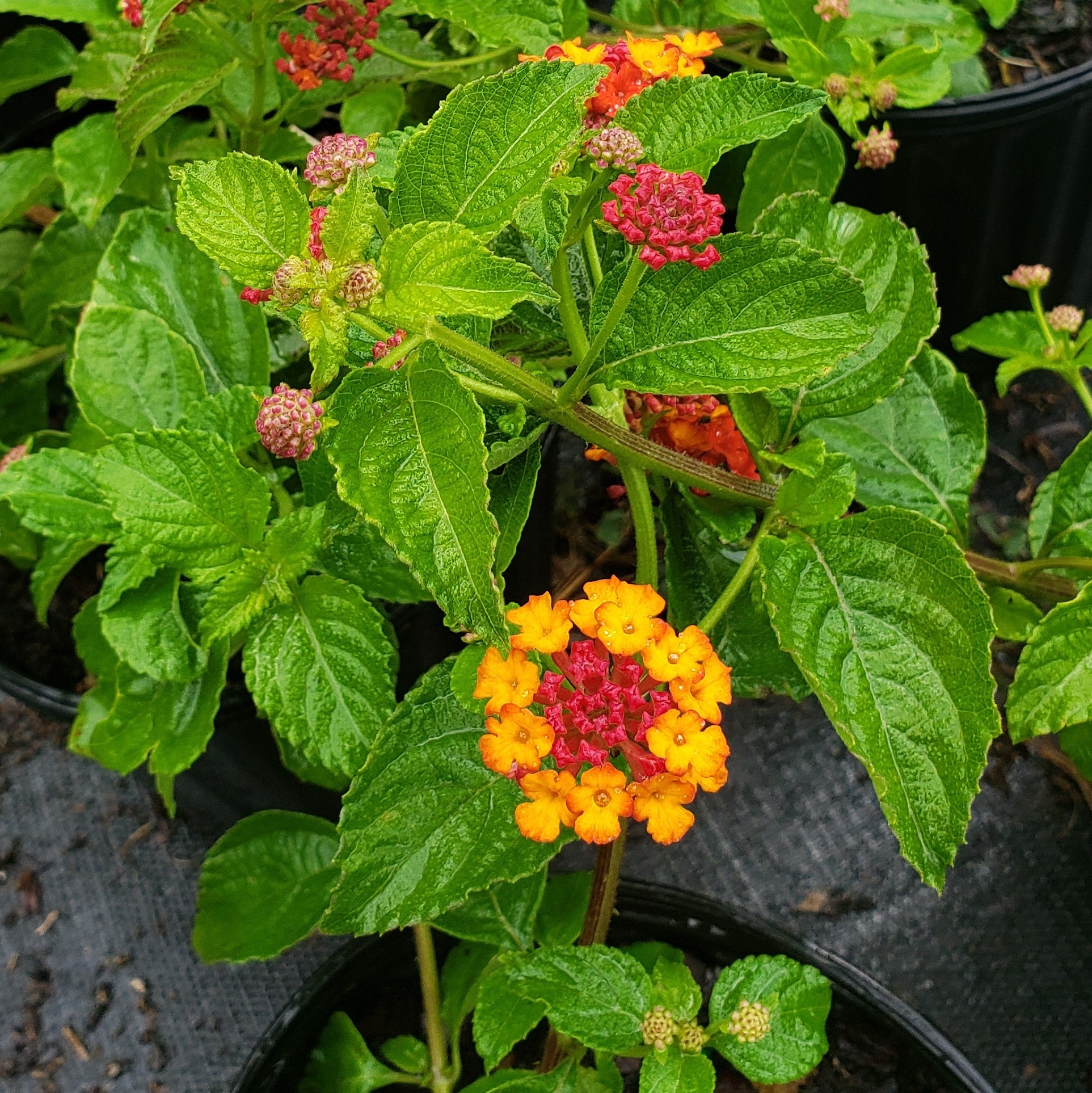 LANTANA Red Orange - Advanced Nursery Growers