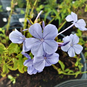 Imperial Blue Plumbago - Advanced Nursery Growers