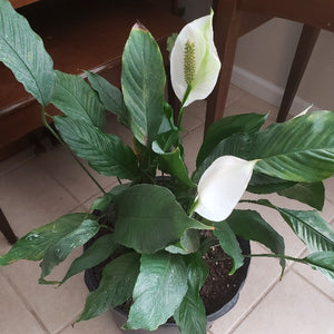 Lily Spathiphyllum  (Peace Lily ) - Advanced Nursery Growers