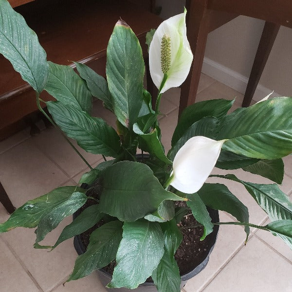 peace lily with two petals Advanced Nursery Growers: Elevating Expertise in the Horticultural Sector