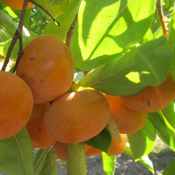 Fruit tree-Fuyu Persimmon Tree - Advanced Nursery Growers