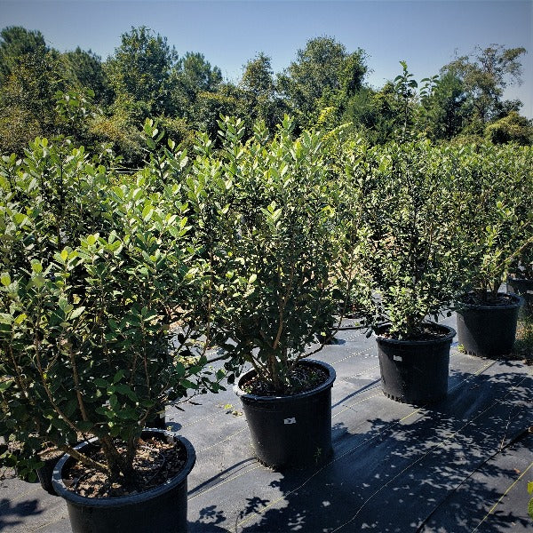 Advanced Nursery Growers: Elevating Expertise in the Horticultural