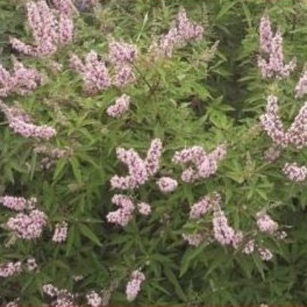 CHASTE TREE (Vitex)  'Pink Pinnacle' - Advanced Nursery Growers