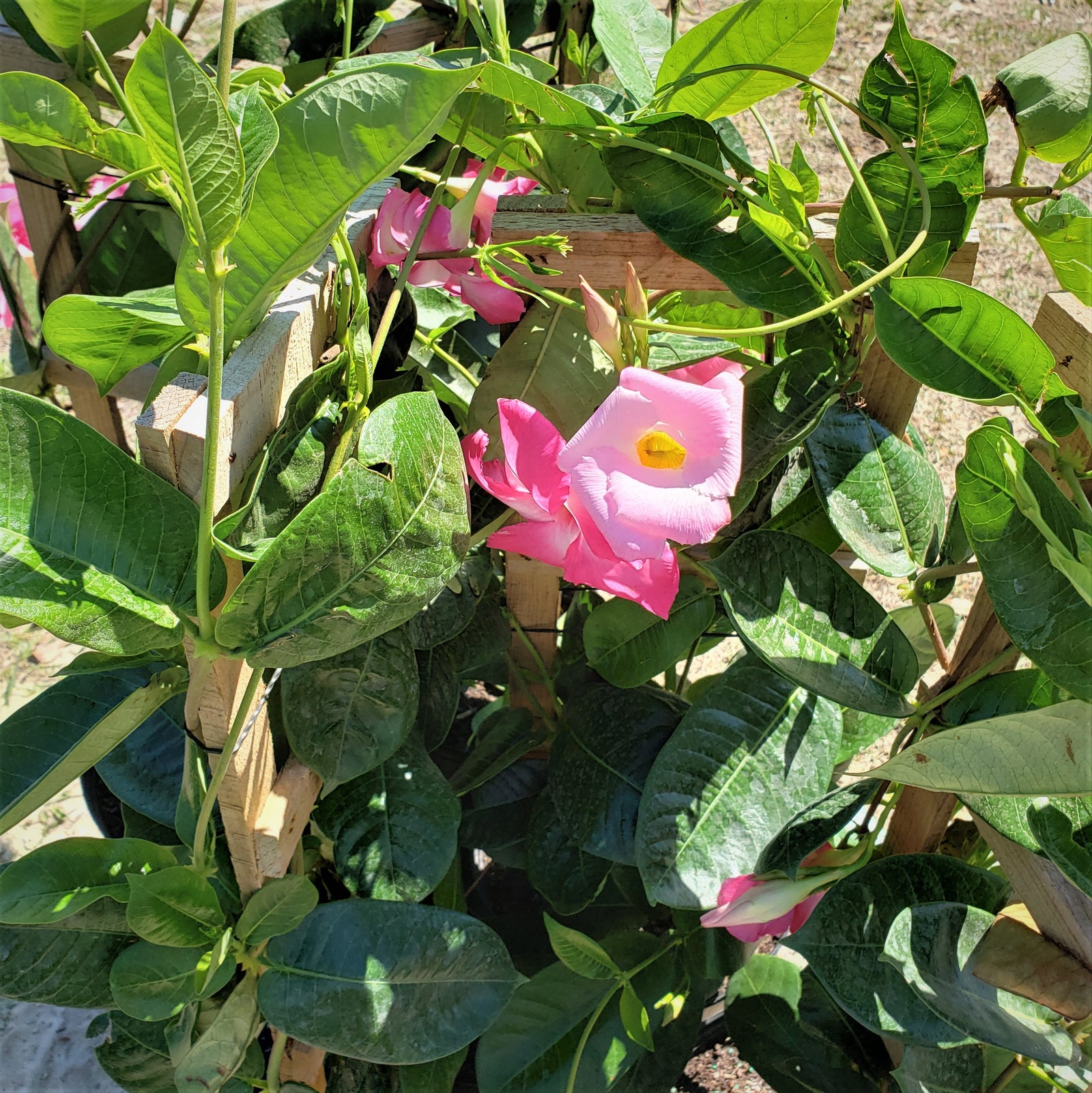 Mandevilla - Advanced Nursery Growers