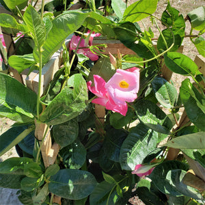 Mandevilla - Advanced Nursery Growers