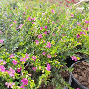 Mexican Heather - Advanced Nursery Growers