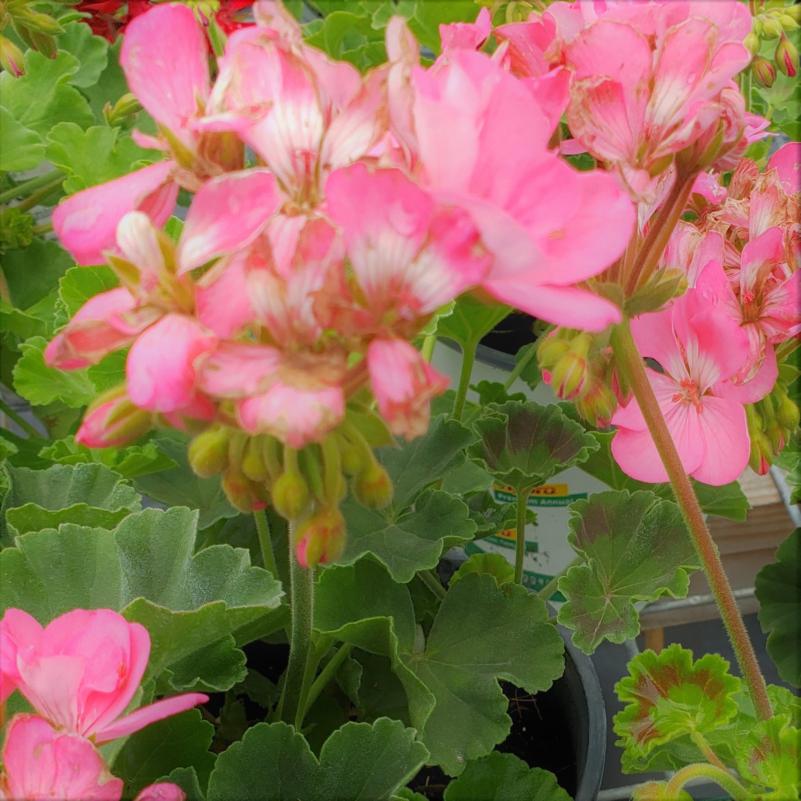 Geranium - Advanced Nursery Growers